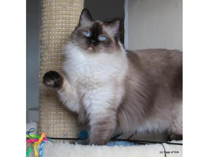 Ragdoll DK Big Bang Rainbow Ippa billede 1