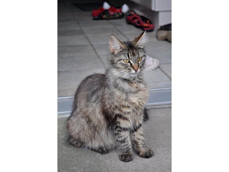Maine Coon | Luna [R.I.P] - Sidste billede af smukke Luna.  billede 1