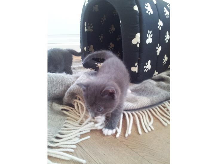 Huskat Henri billede 1