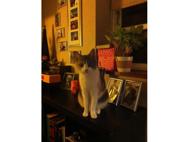 {{currentPhoto.altText}} billede {{currentPhoto.number}}