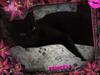Huskat Silla (sprinteren)