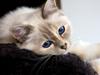 Hellig Birma Felis Exquisite Infinity