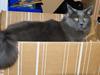 Maine Coon Ditoca's Laika