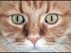 Maine Coon Delicats Goliat