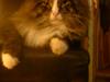 Maine Coon Chip