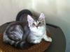 Sibirisk Kat ANGEL / MELDGAARDS FEIA