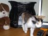 Maine Coon maluo