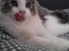 Maine Coon  Caspian [Tidl. kat]