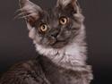 Maine Coon Kalypso PP