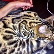 Bengal Nebsagers Otis alias Tarzan