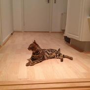 Bengal Nebsagers Otis alias Tarzan