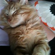 Blanding af racer Simba