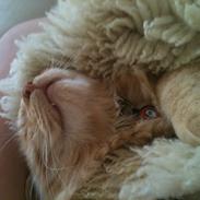 Blanding af racer Simba