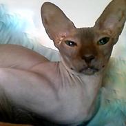 Sphynx (Choko) Gala BaldEra