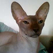 Sphynx (Choko) Gala BaldEra