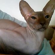 Sphynx (Choko) Gala BaldEra