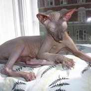 Sphynx (Choko) Gala BaldEra