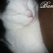 Huskat Bandit [Dittemand - Ditte]