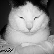 Huskat Bandit [Dittemand - Ditte]