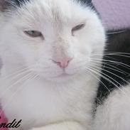 Huskat Bandit [Dittemand - Ditte]