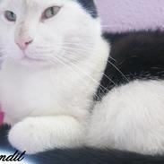 Huskat Bandit [Dittemand - Ditte]