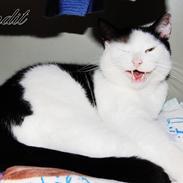 Huskat Bandit [Dittemand - Ditte]