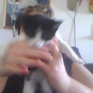 Blanding af racer Mischa