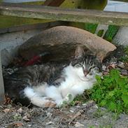 Huskat Mis (Frøken T-Hansen