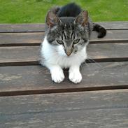 Huskat Mis (Frøken T-Hansen