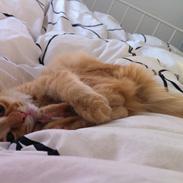 Blanding af racer Trunte