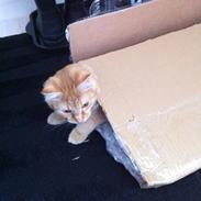 Blanding af racer Trunte