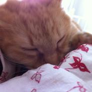 Blanding af racer Trunte