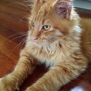 Maine Coon Maximus