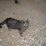 Russian Blue Nanna