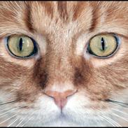 Maine Coon Delicats Goliat