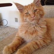 Maine Coon Maximus