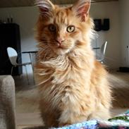 Maine Coon Maximus