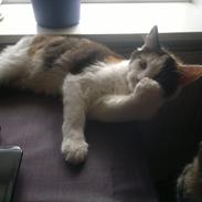 Maine Coon maluo