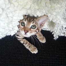 Bengal Pandora alias Panda