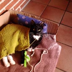 Huskat Speedy (Spring mesteren)