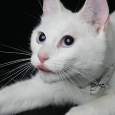 Huskat Tumle <3 Min drømme kat <3 Mit hjerte barn <3