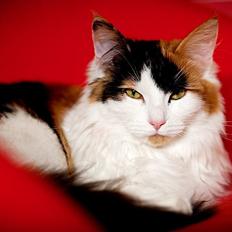 Blanding af racer Maggie McFish