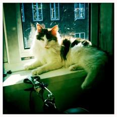 Blanding af racer Maggie McFish