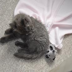 Blanding af racer Cleo