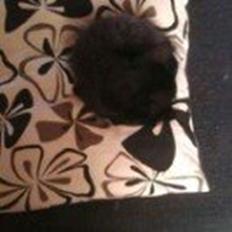 Blanding af racer Laban