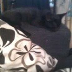 Blanding af racer Laban