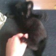 Blanding af racer Laban