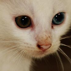 Blanding af racer Momo