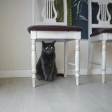 Blanding af racer Thomas(O'Malley)