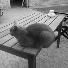 Blanding af racer Thomas(O'Malley)